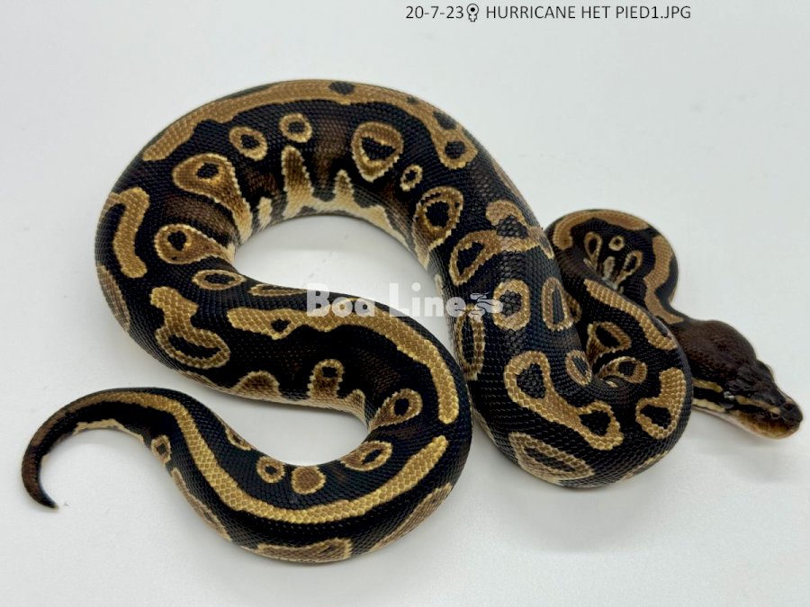 HURRICANE HET PIED